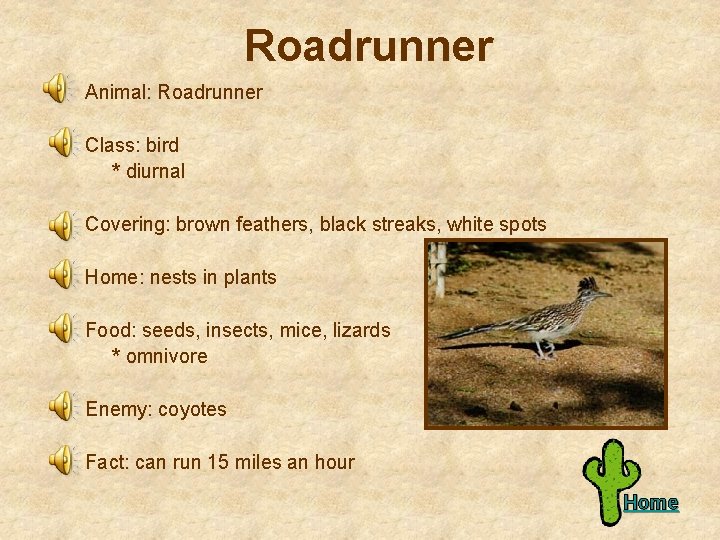 Roadrunner Animal: Roadrunner Class: bird * diurnal Covering: brown feathers, black streaks, white spots