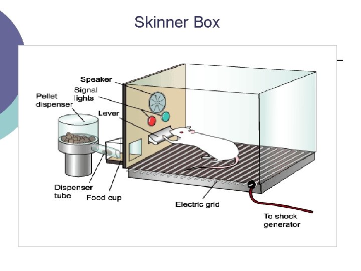 Skinner Box 