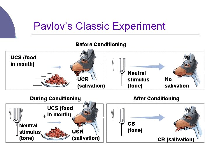 Pavlov’s Classic Experiment Before Conditioning UCS (food in mouth) UCR (salivation) During Conditioning Neutral