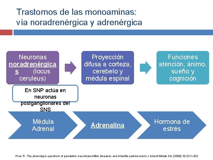 Trastornos de las monoaminas: vía noradrenérgica y adrenérgica Neuronas noradrenérgica s (locus ceruleus) Proyección