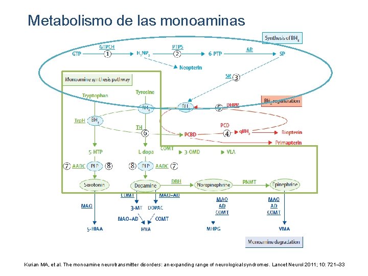 Metabolismo de las monoaminas Kurian MA, et al. The monoamine neurotransmitter disorders: an expanding
