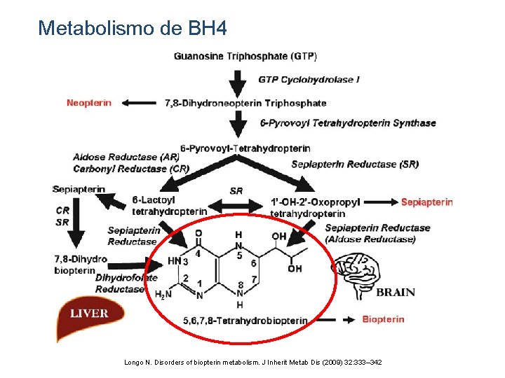 Metabolismo de BH 4 Longo N. Disorders of biopterin metabolism. J Inherit Metab Dis