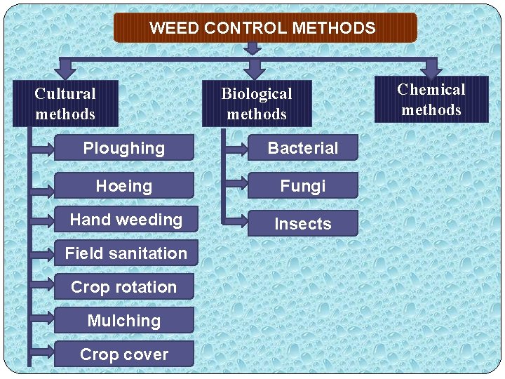 WEED CONTROL METHODS Cultural methods Biological methods Ploughing Bacterial Hoeing Fungi Hand weeding Insects