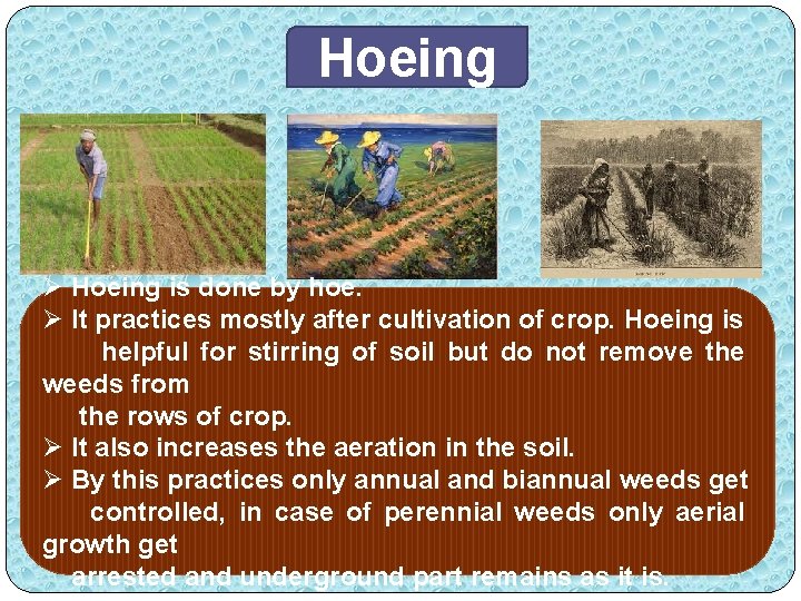 Hoeing Ø Hoeing is done by hoe. Ø It practices mostly after cultivation of