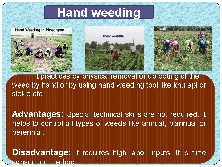 Hand weeding It practices by physical removal or uprooting of the weed by hand