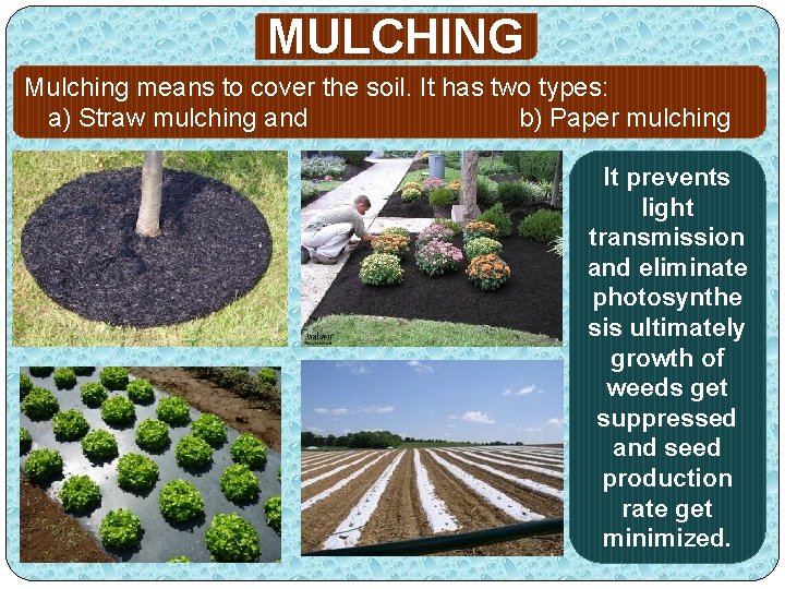 MULCHING Mulching means to cover the soil. It has two types: a) Straw mulching