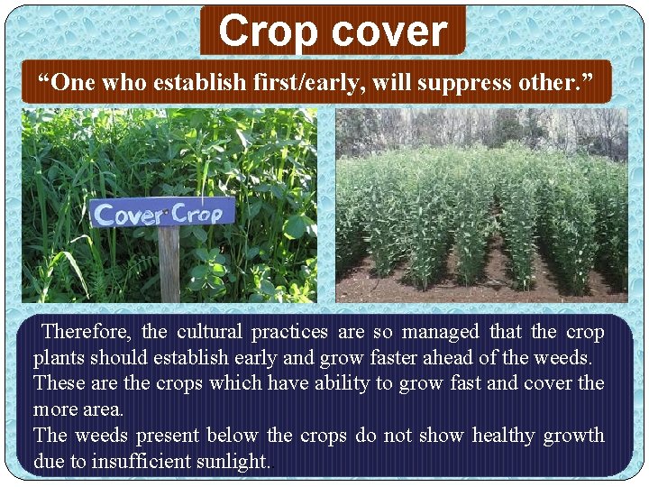 Crop cover “One who establish first/early, will suppress other. ” Therefore, the cultural practices