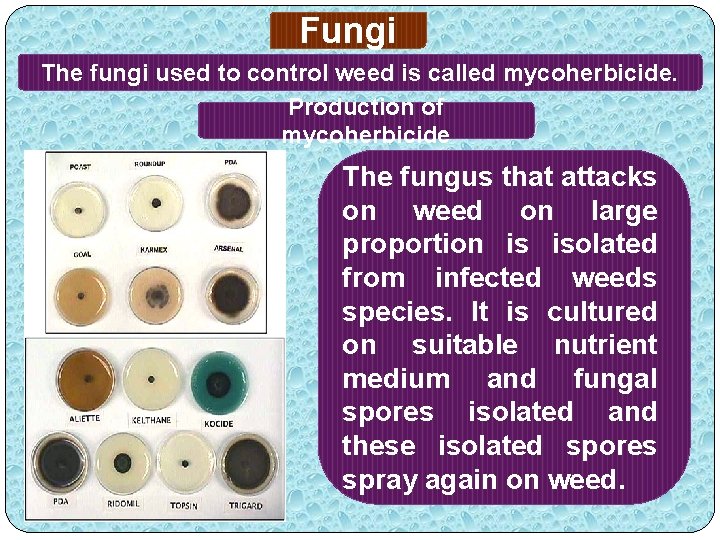 Fungi The fungi used to control weed is called mycoherbicide. Production of mycoherbicide The