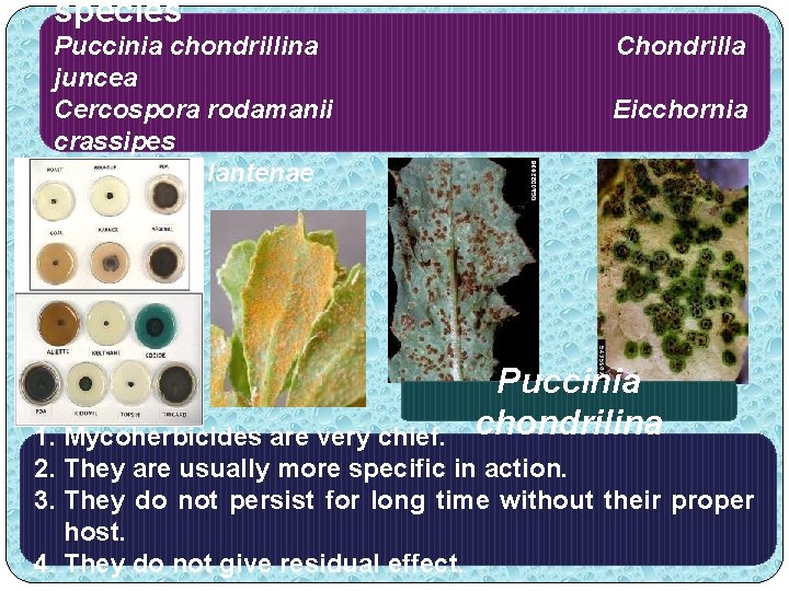 species Puccinia chondrillina juncea Cercospora rodamanii crassipes Cercospora lantenae camera Chondrilla Eicchornia Lantana Puccinia