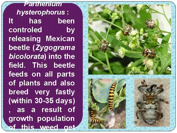 Parthenium hysterophorus : It has been controled by releasing Mexican beetle (Zygograma bicolorata) into