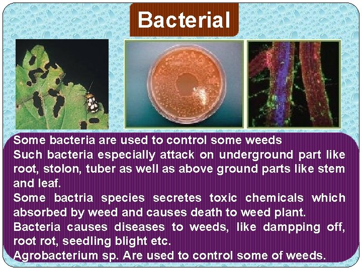 Bacterial Some bacteria are used to control some weeds Such bacteria especially attack on