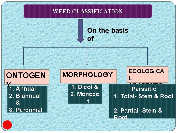 WEED CLASSIFICATION On the basis of ONTOGEN Y 1. Annual 2. Biannual & 3.