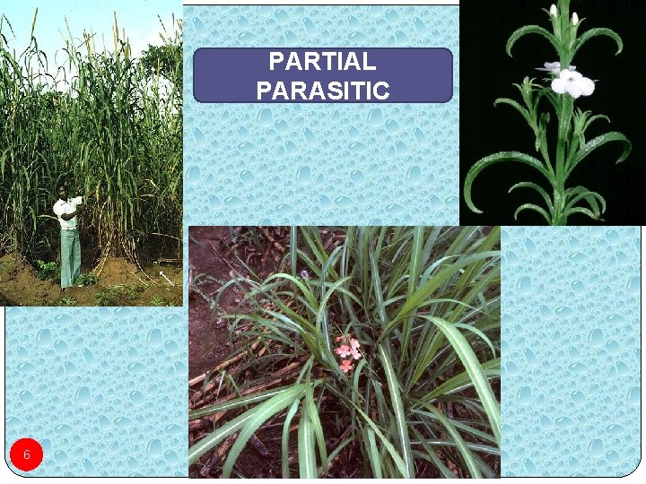 PARTIAL PARASITIC 6 