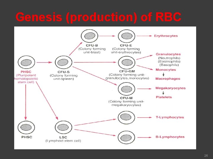 Genesis (production) of RBC 25 