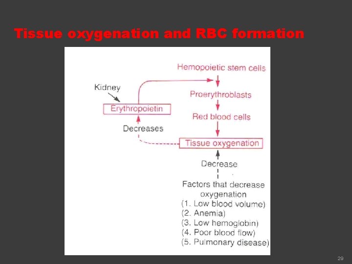 Tissue oxygenation and RBC formation 29 