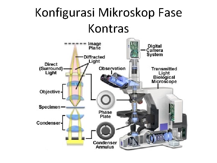 Konfigurasi Mikroskop Fase Kontras 