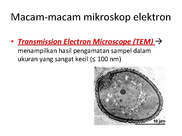 Macam-macam mikroskop elektron • Transmission Electron Microscope (TEM) menampilkan hasil pengamatan sampel dalam ukuran