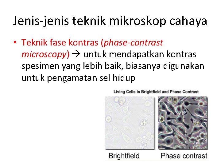 Jenis-jenis teknik mikroskop cahaya • Teknik fase kontras (phase-contrast microscopy) untuk mendapatkan kontras spesimen