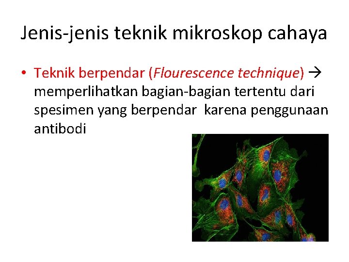 Jenis-jenis teknik mikroskop cahaya • Teknik berpendar (Flourescence technique) memperlihatkan bagian-bagian tertentu dari spesimen