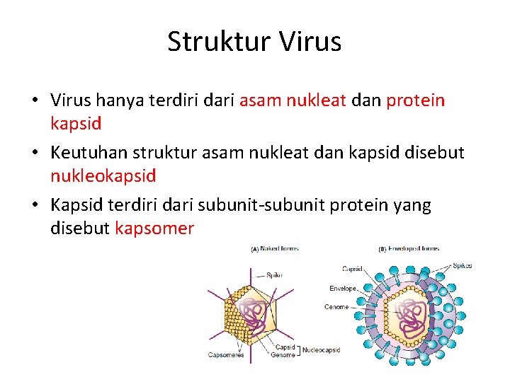Struktur Virus • Virus hanya terdiri dari asam nukleat dan protein kapsid • Keutuhan