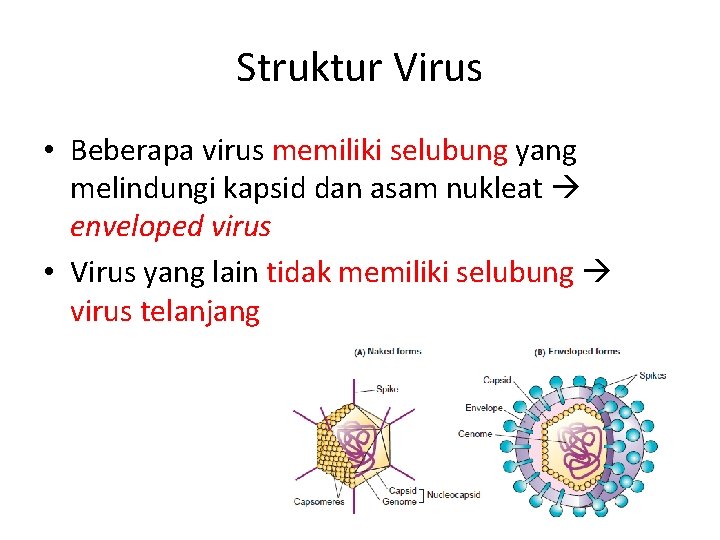 Struktur Virus • Beberapa virus memiliki selubung yang melindungi kapsid dan asam nukleat enveloped