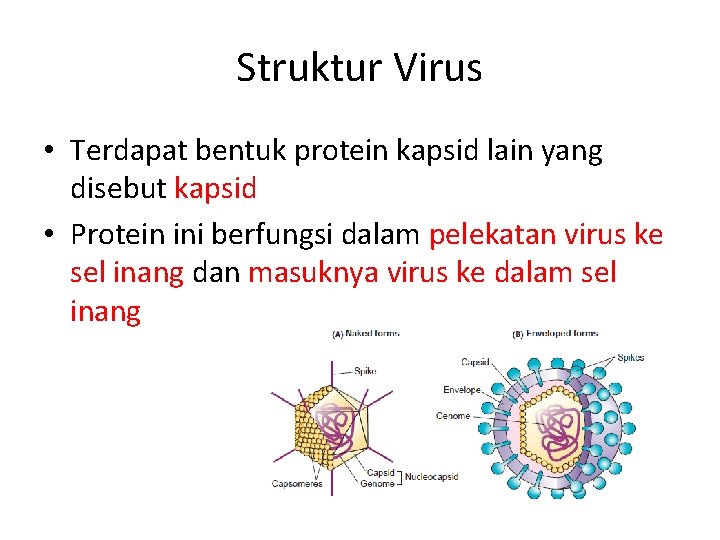 Struktur Virus • Terdapat bentuk protein kapsid lain yang disebut kapsid • Protein ini