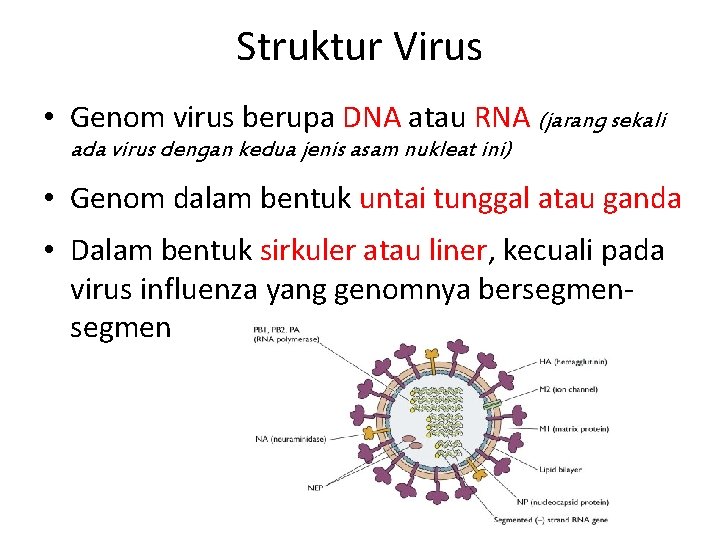 Struktur Virus • Genom virus berupa DNA atau RNA (jarang sekali ada virus dengan