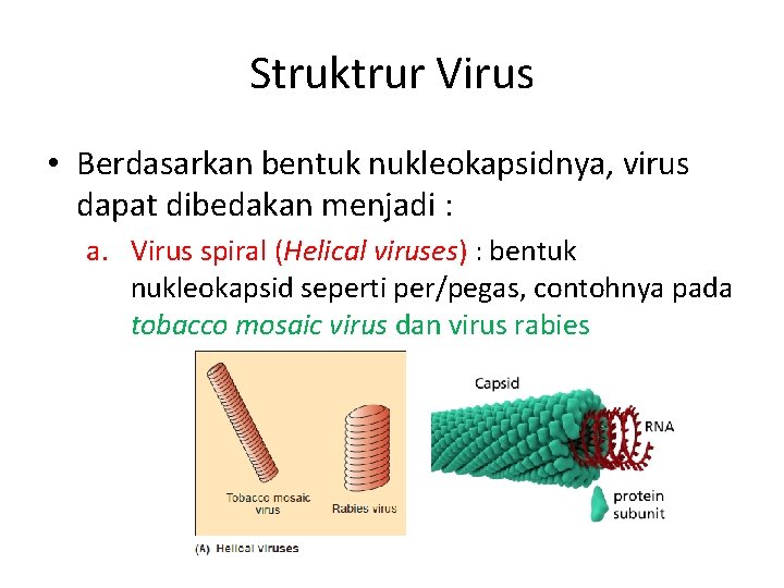 Struktrur Virus • Berdasarkan bentuk nukleokapsidnya, virus dapat dibedakan menjadi : a. Virus spiral