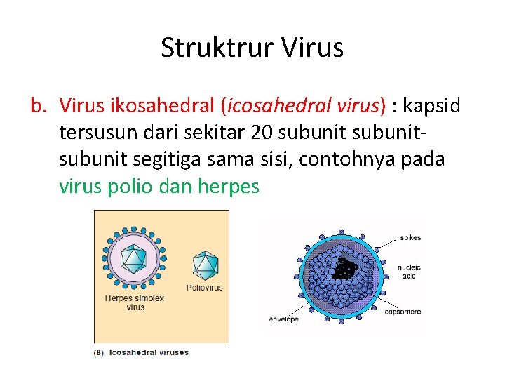Struktrur Virus b. Virus ikosahedral (icosahedral virus) : kapsid tersusun dari sekitar 20 subunitsubunit