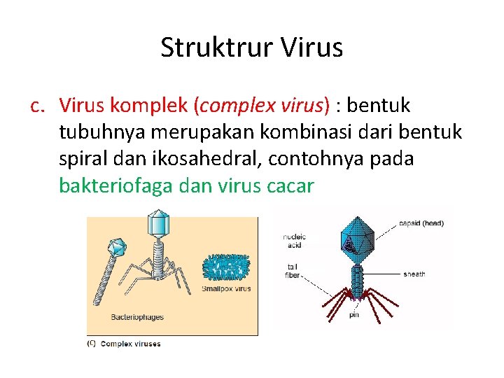 Struktrur Virus c. Virus komplek (complex virus) : bentuk tubuhnya merupakan kombinasi dari bentuk
