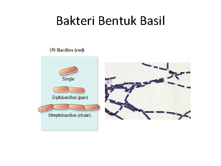 Bakteri Bentuk Basil 