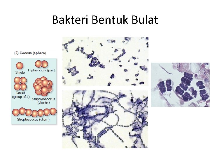 Bakteri Bentuk Bulat 