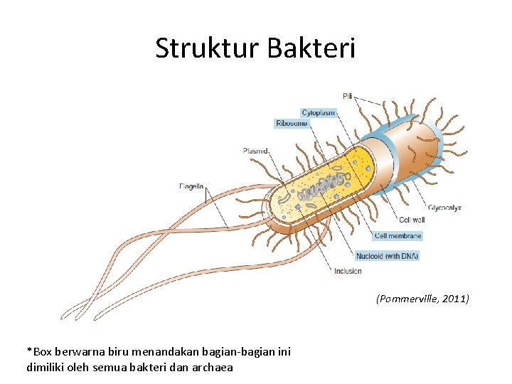 Struktur Bakteri (Pommerville, 2011) *Box berwarna biru menandakan bagian-bagian ini dimiliki oleh semua bakteri