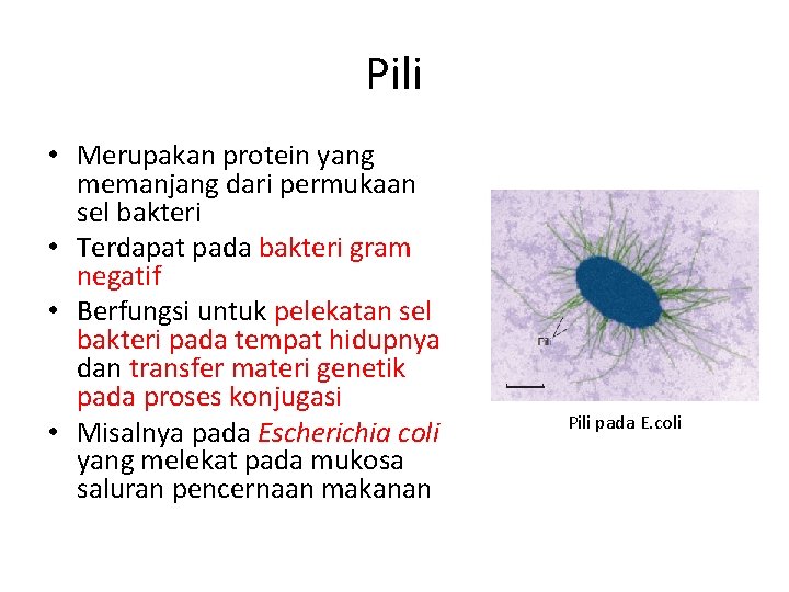 Pili • Merupakan protein yang memanjang dari permukaan sel bakteri • Terdapat pada bakteri