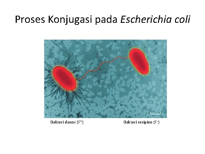 Proses Konjugasi pada Escherichia coli Bakteri donor (F+) Bakteri resipien (F-) 