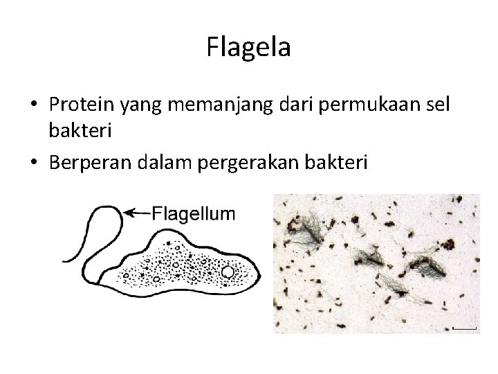 Flagela • Protein yang memanjang dari permukaan sel bakteri • Berperan dalam pergerakan bakteri
