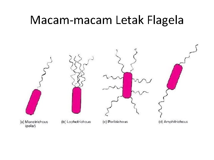 Macam-macam Letak Flagela 