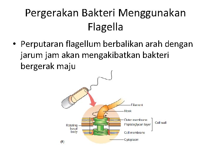 Pergerakan Bakteri Menggunakan Flagella • Perputaran flagellum berbalikan arah dengan jarum jam akan mengakibatkan