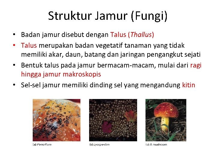 Struktur Jamur (Fungi) • Badan jamur disebut dengan Talus (Thallus) • Talus merupakan badan