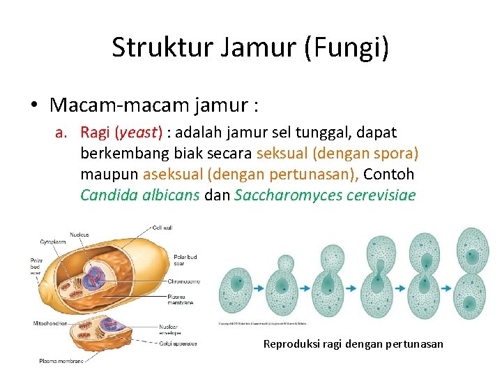 Struktur Jamur (Fungi) • Macam-macam jamur : a. Ragi (yeast) : adalah jamur sel