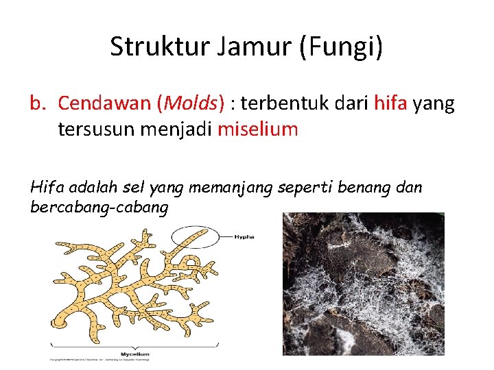 Struktur Jamur (Fungi) b. Cendawan (Molds) : terbentuk dari hifa yang tersusun menjadi miselium