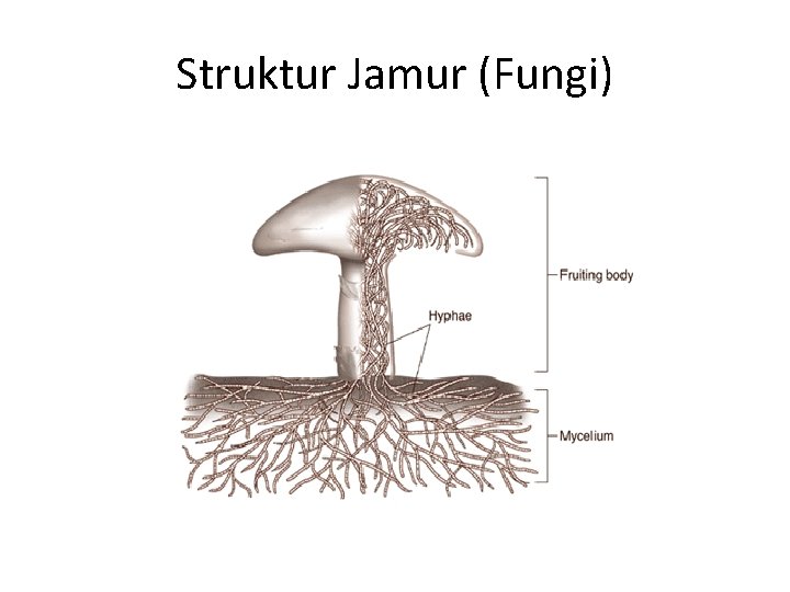 Struktur Jamur (Fungi) 
