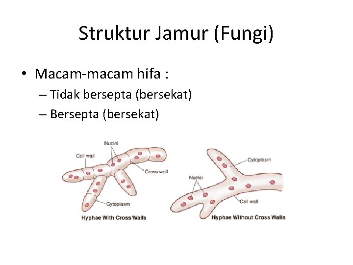 Struktur Jamur (Fungi) • Macam-macam hifa : – Tidak bersepta (bersekat) – Bersepta (bersekat)