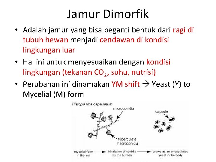Jamur Dimorfik • Adalah jamur yang bisa beganti bentuk dari ragi di tubuh hewan