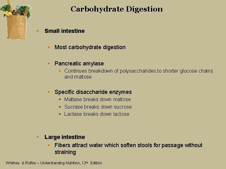 Carbohydrate Digestion § Small intestine § Most carbohydrate digestion § Pancreatic amylase § Continues