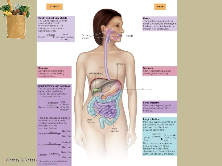 Whitney & Rolfes – Understanding Nutrition, 12 th Edition 