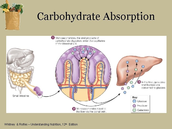 Carbohydrate Absorption Whitney & Rolfes – Understanding Nutrition, 12 th Edition 