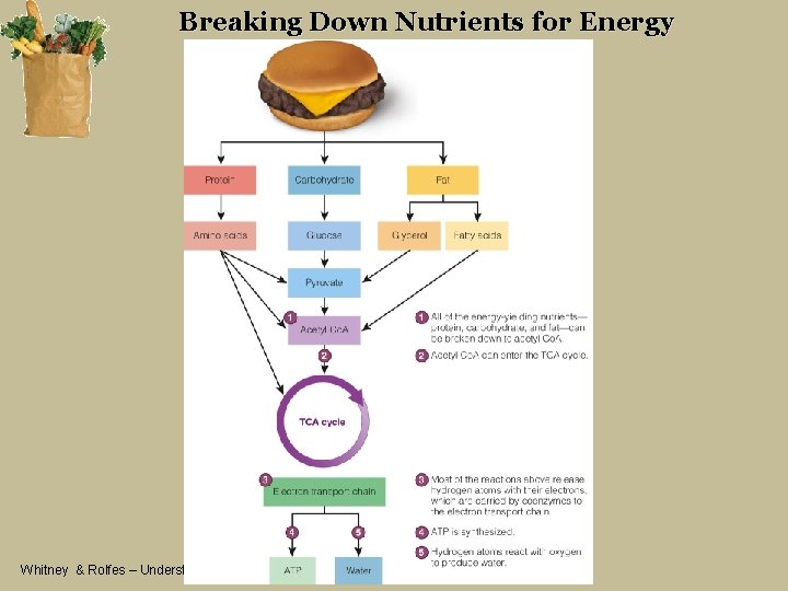 Breaking Down Nutrients for Energy Whitney & Rolfes – Understanding Nutrition, 12 th Edition