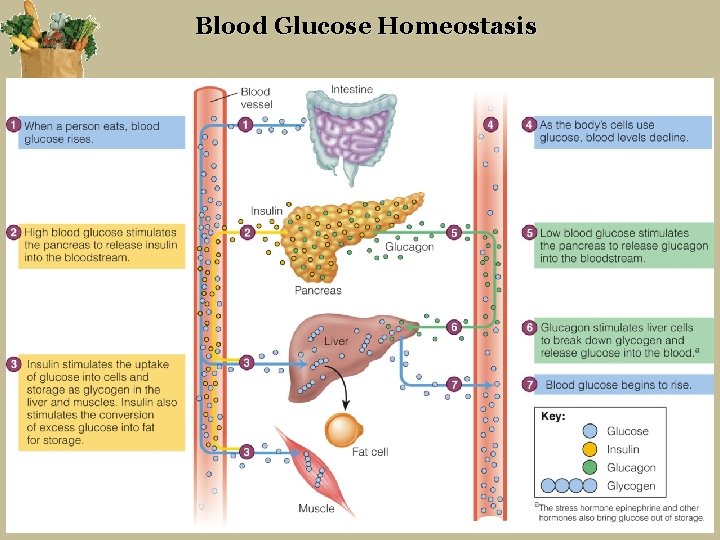 Blood Glucose Homeostasis Whitney & Rolfes – Understanding Nutrition, 12 th Edition 