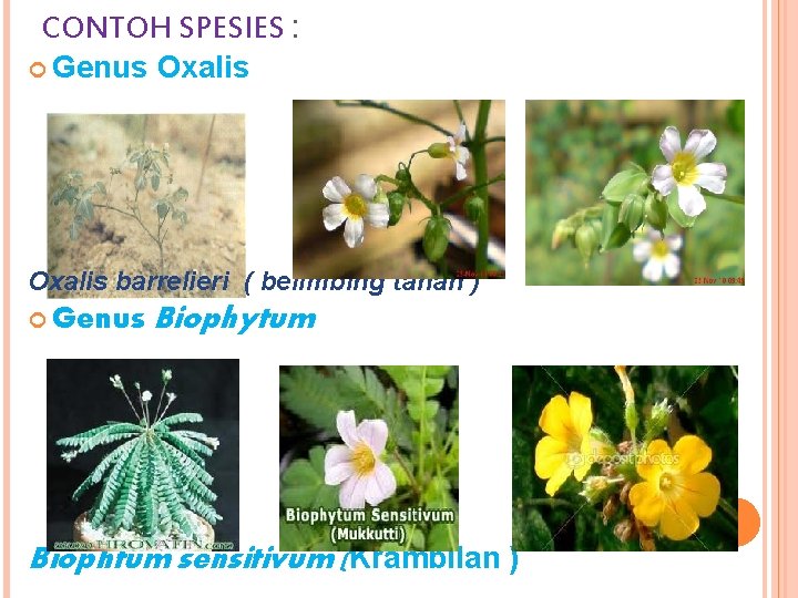 CONTOH SPESIES : Genus Oxalis barrelieri ( belimbing tanah ) Genus Biophytum Biophtum sensitivum